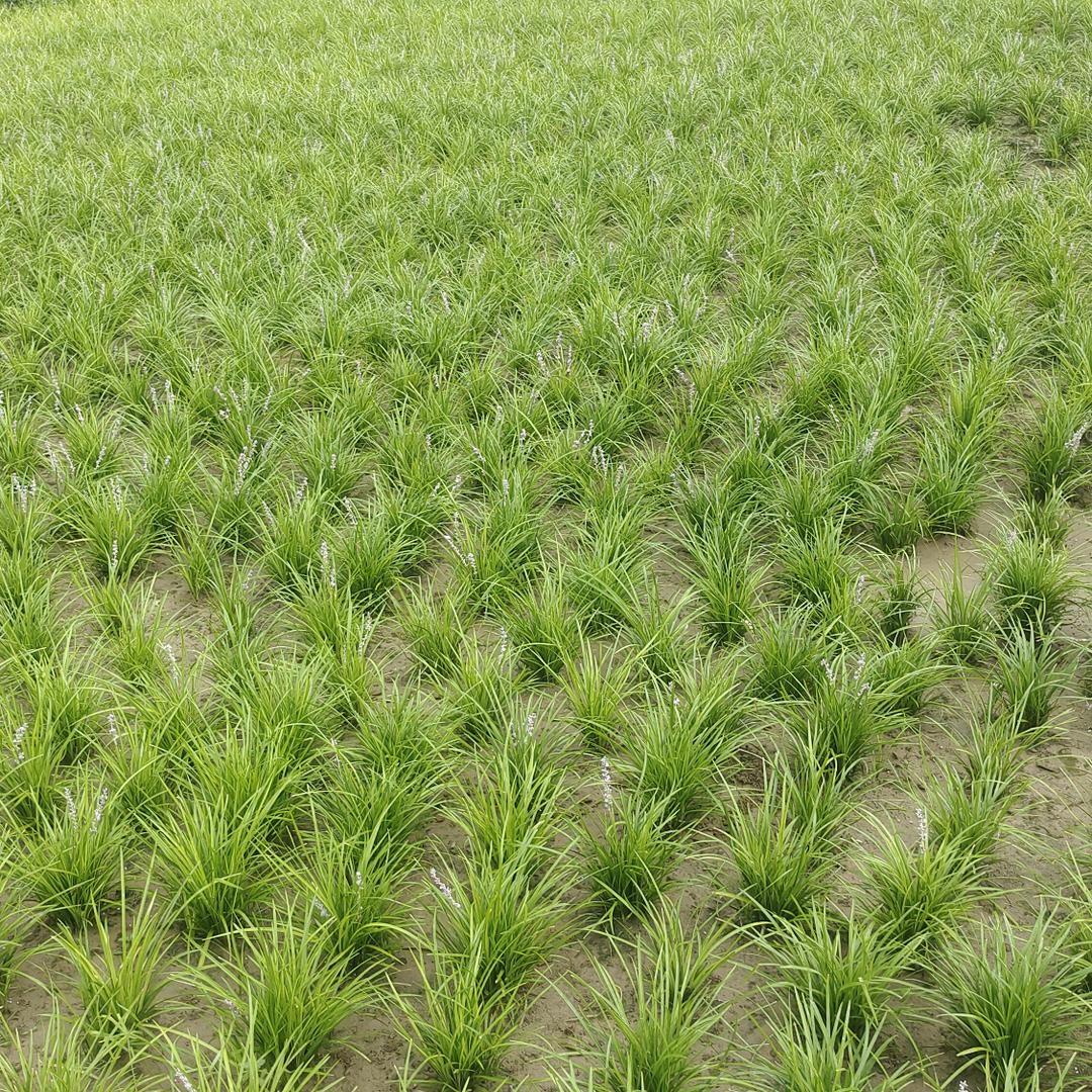 顺顺麦冬草基地