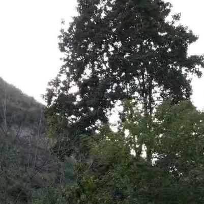清风秀雅