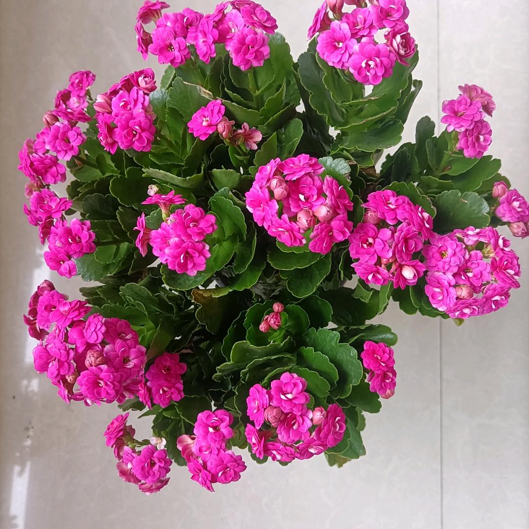 柠檬爱花花