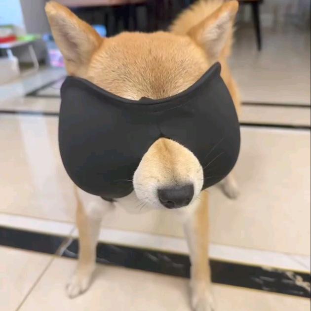 三角洲全脂龙