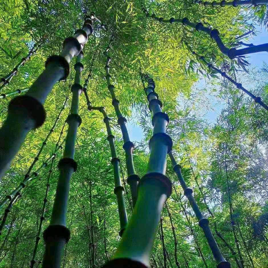 竹贤居