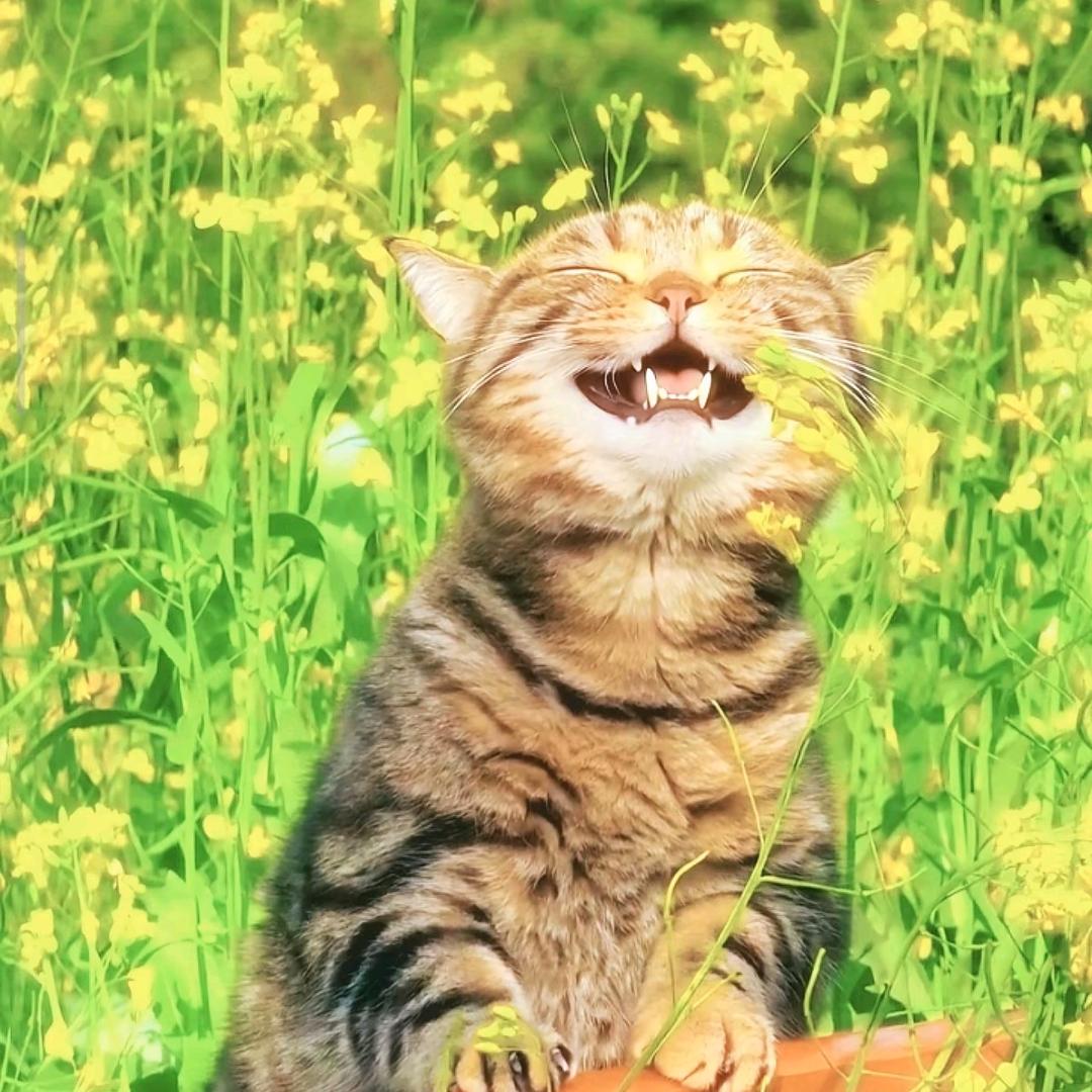 静净境