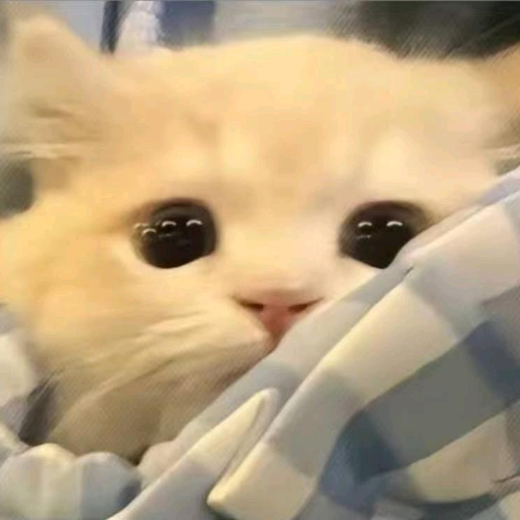 樱花欲落