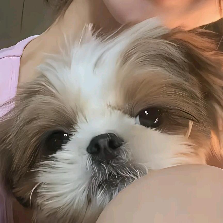 正宇小苏