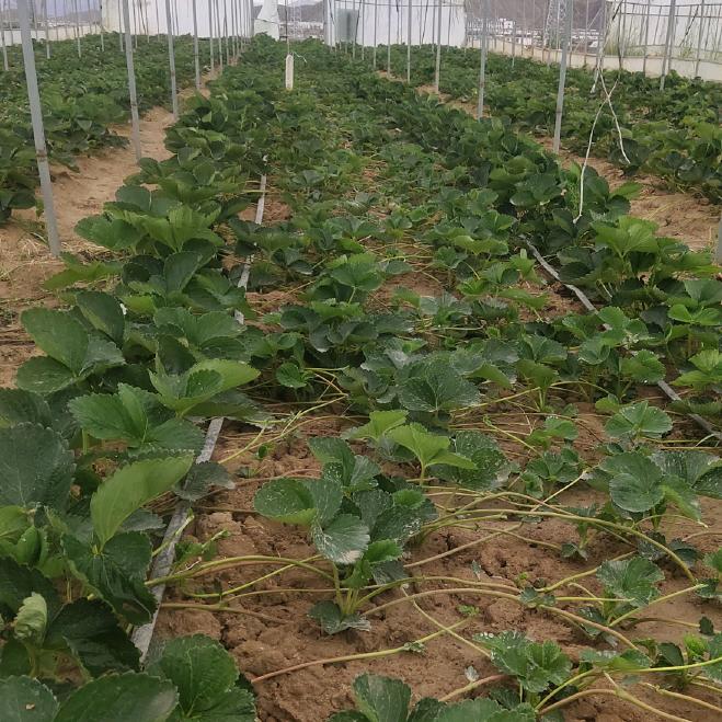 优质草莓种苗培育基地
