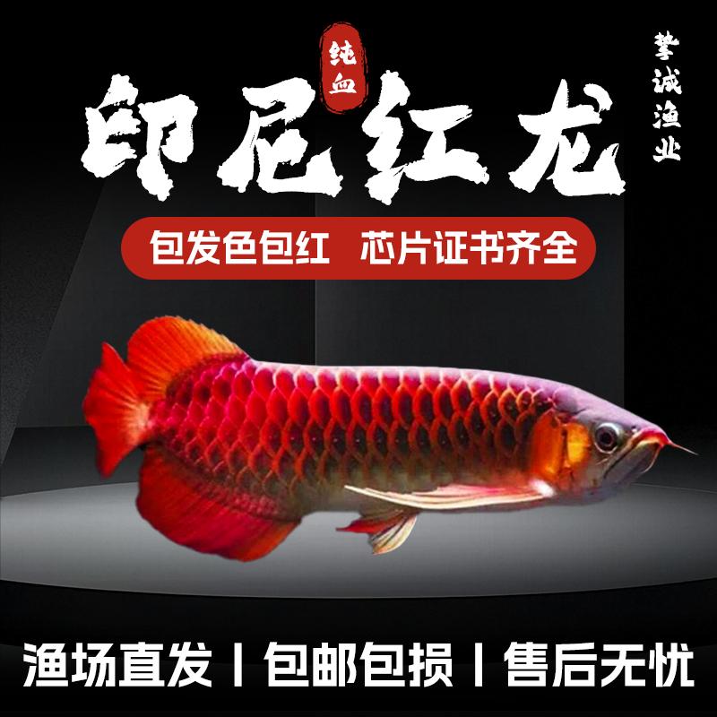 挚诚渔业