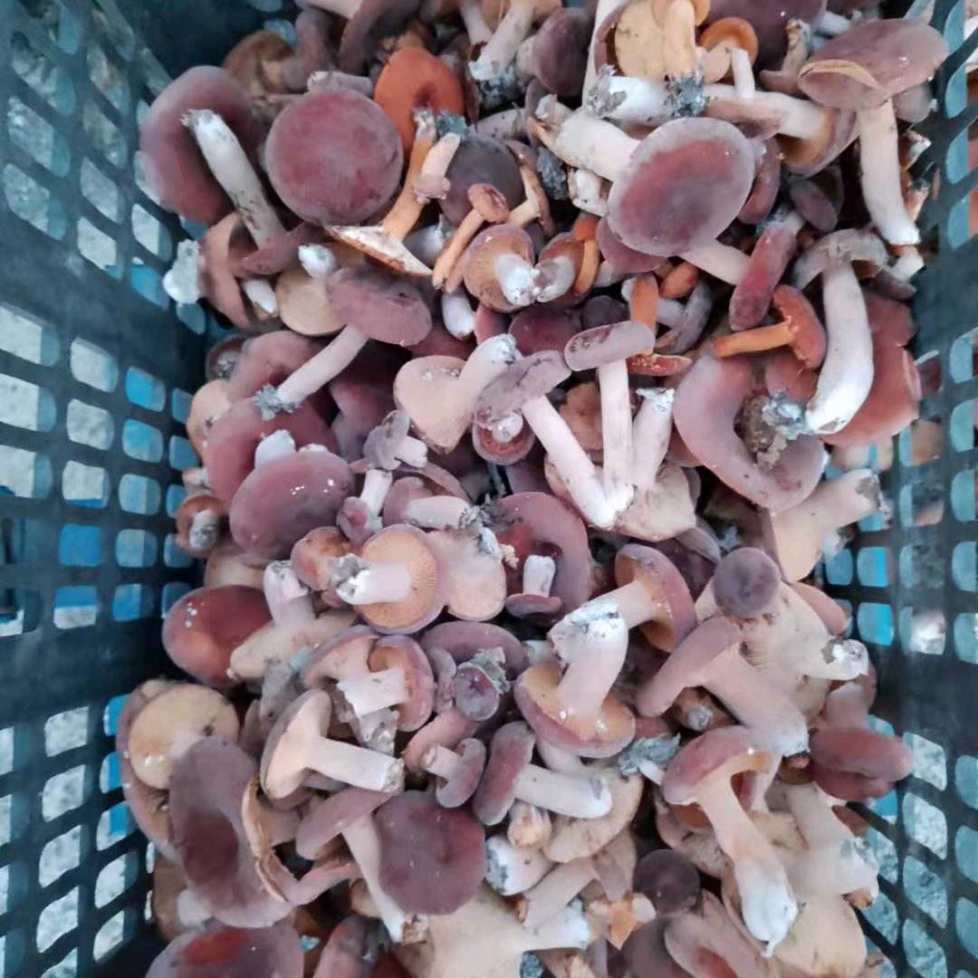小杨哥收蜂收菌