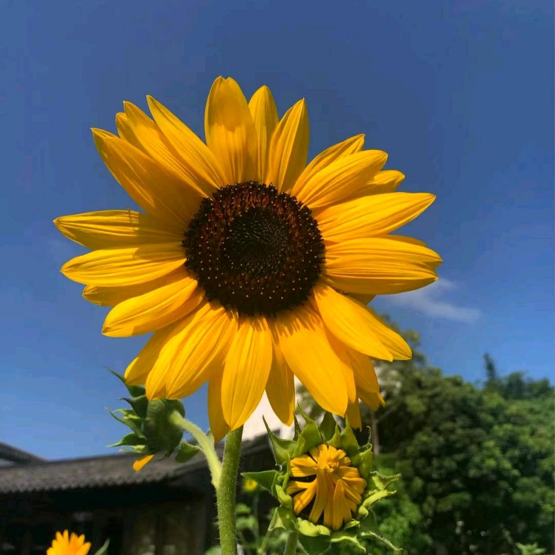 太阳花☀
