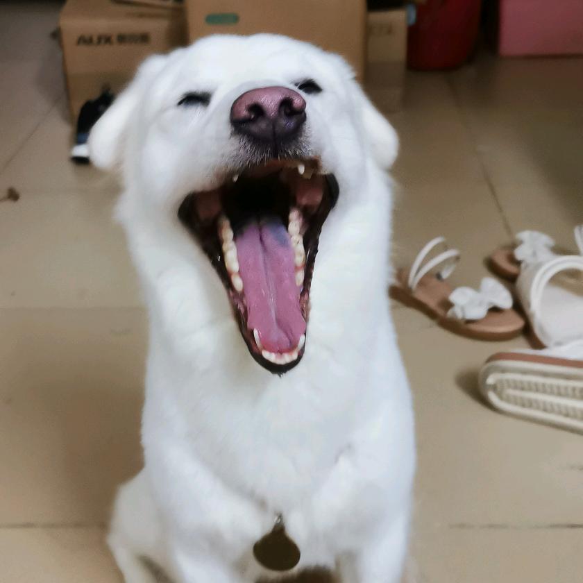茶叶搬运工
