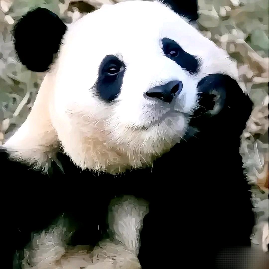 小🐷佩奇