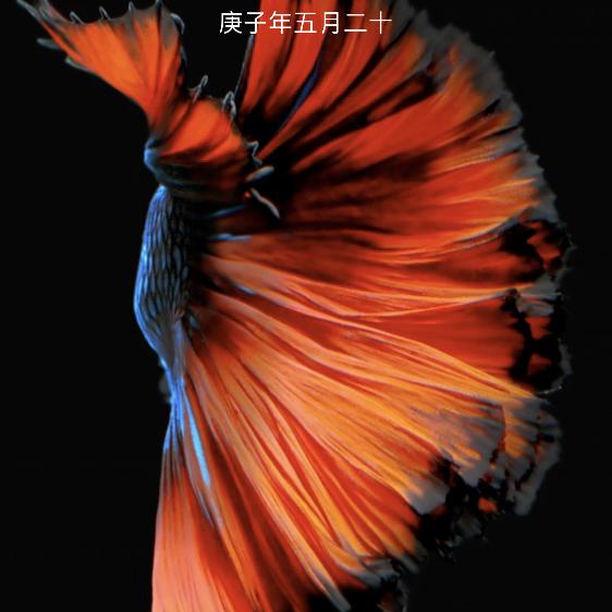 用户