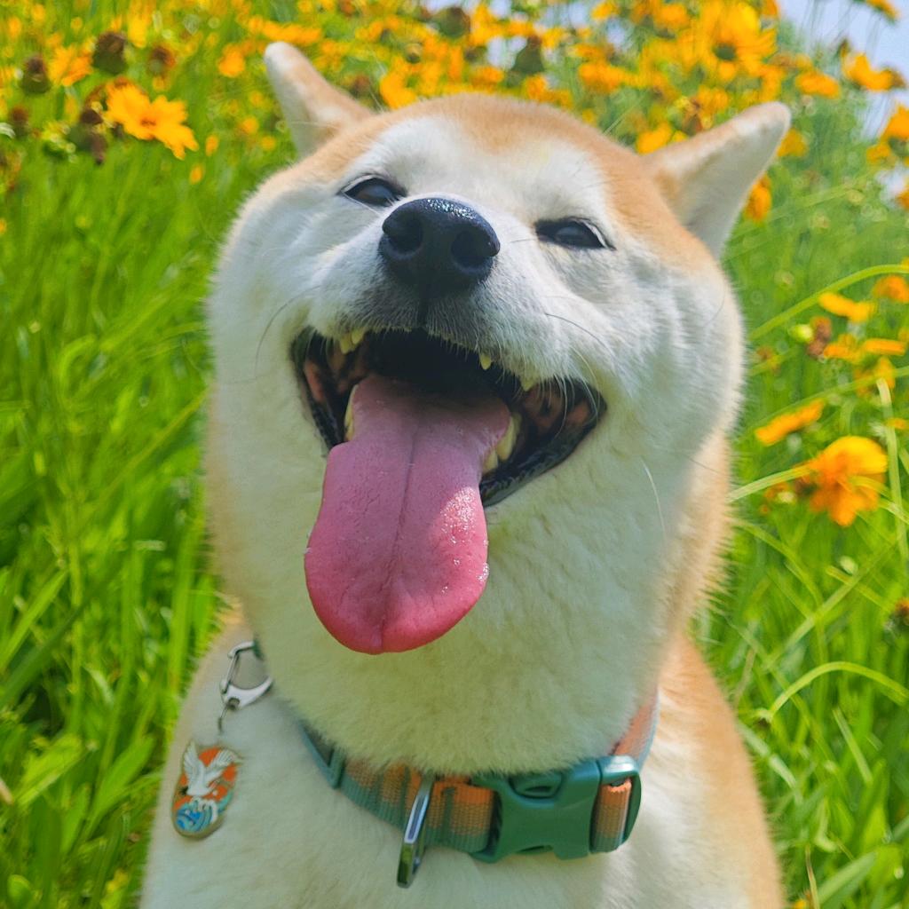 半颗糖摄影