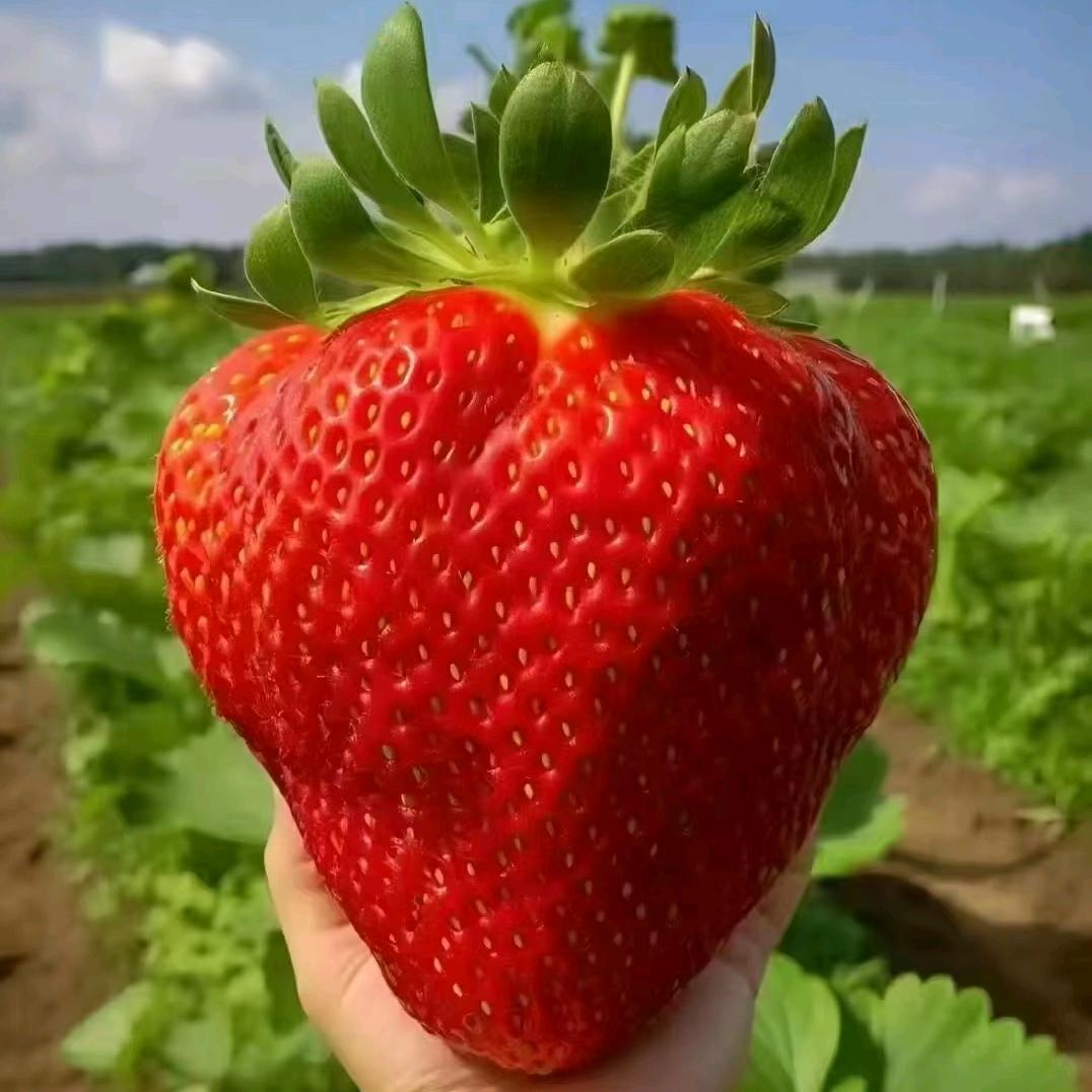 西军农副产品经营部官方号