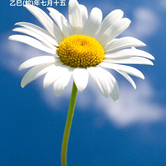 王家女