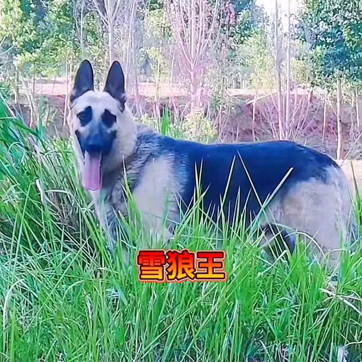 八零后东欧牧羊犬