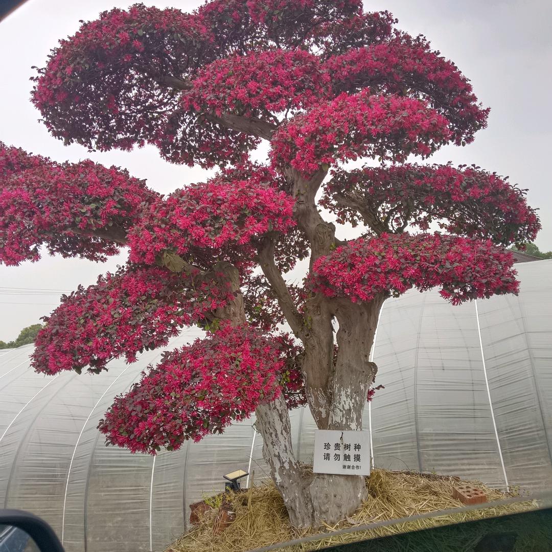 收花生，玉米，小麦