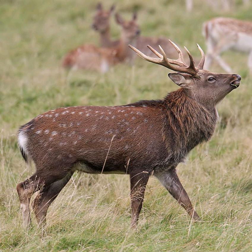 韩城市荣盛梅花鹿养殖