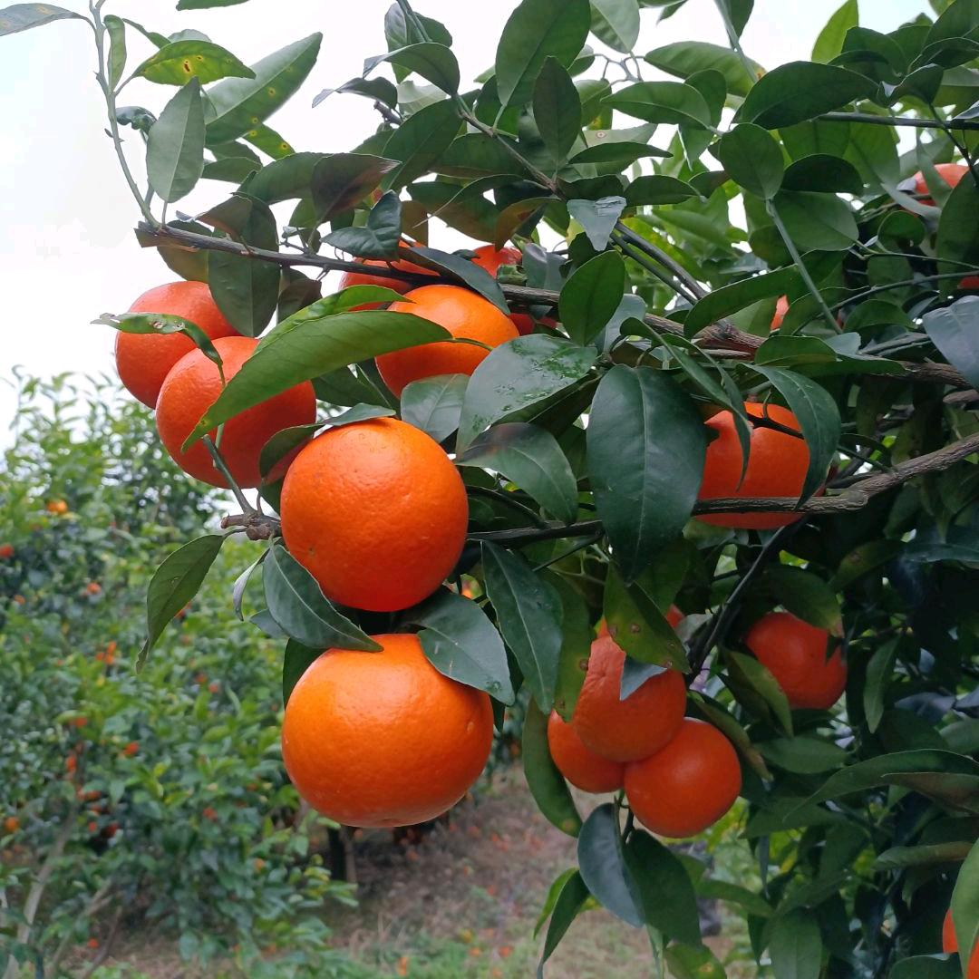 🧚‍♂️风轻云淡🧚‍♀️小张