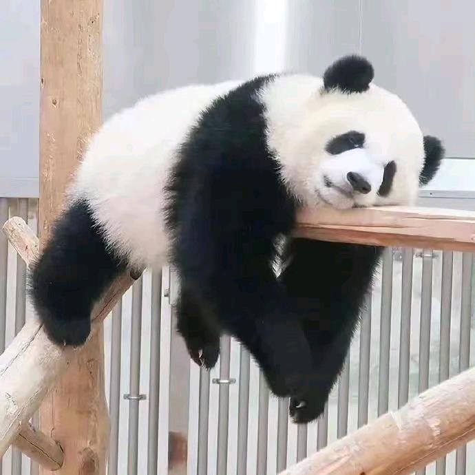 瞌睡毛