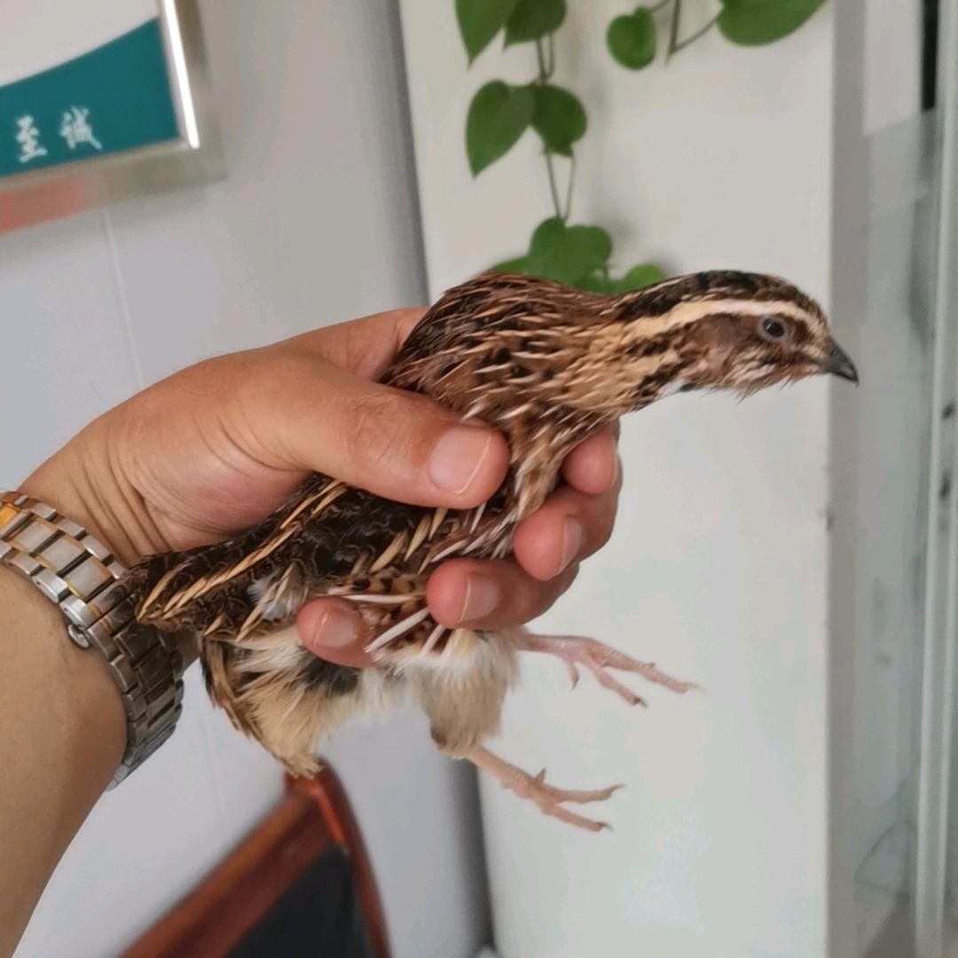 老宿养殖家庭农场好货店