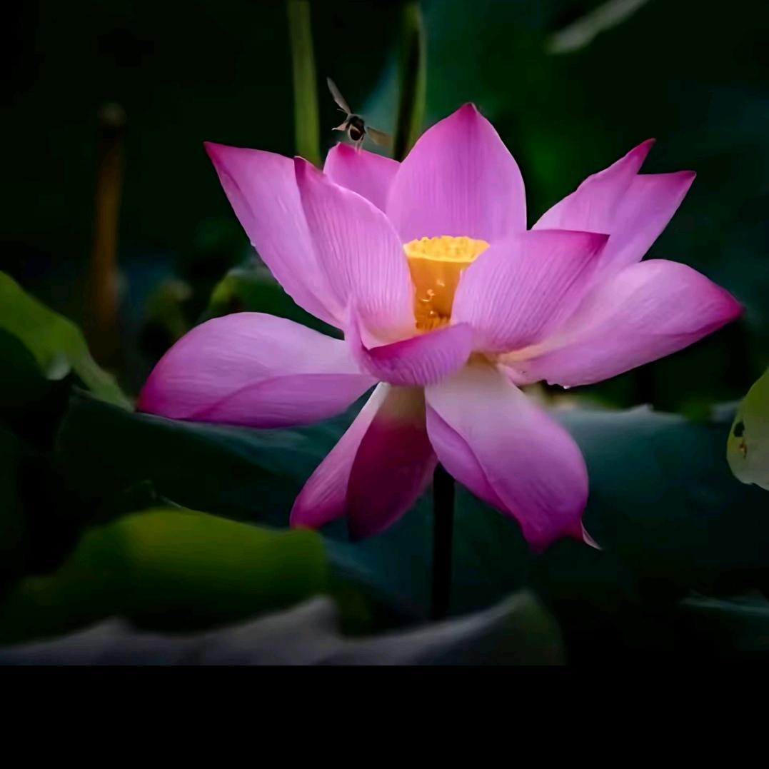 幸福