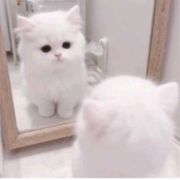 忧郁的小学生76