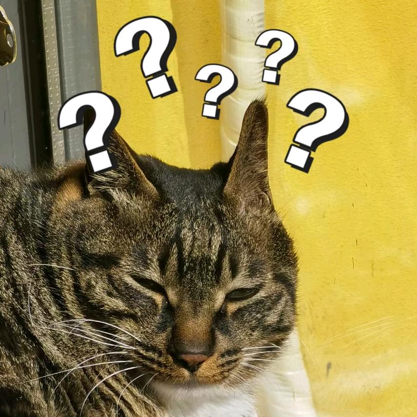 四辆猫猫咪吖