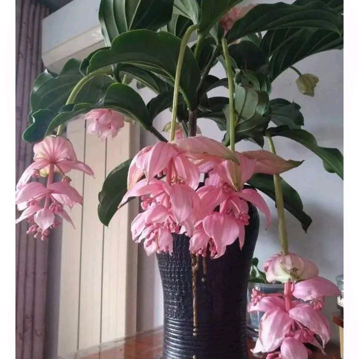 事事如意