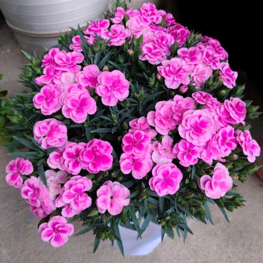 两宝贝奶奶🔆转转