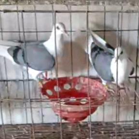 🇨🇳🐉 龙马🐴精神🇨🇳