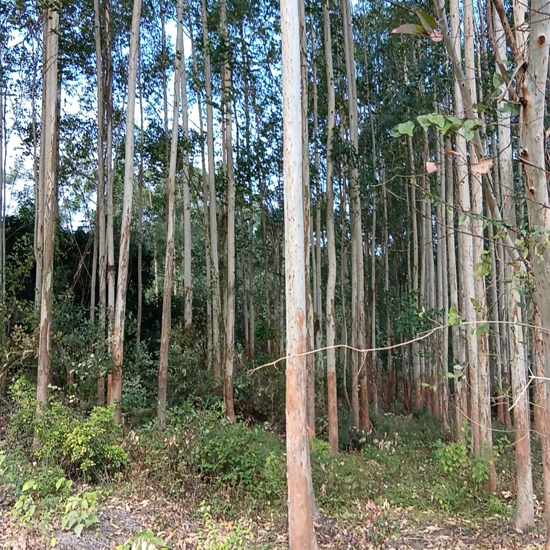 山城