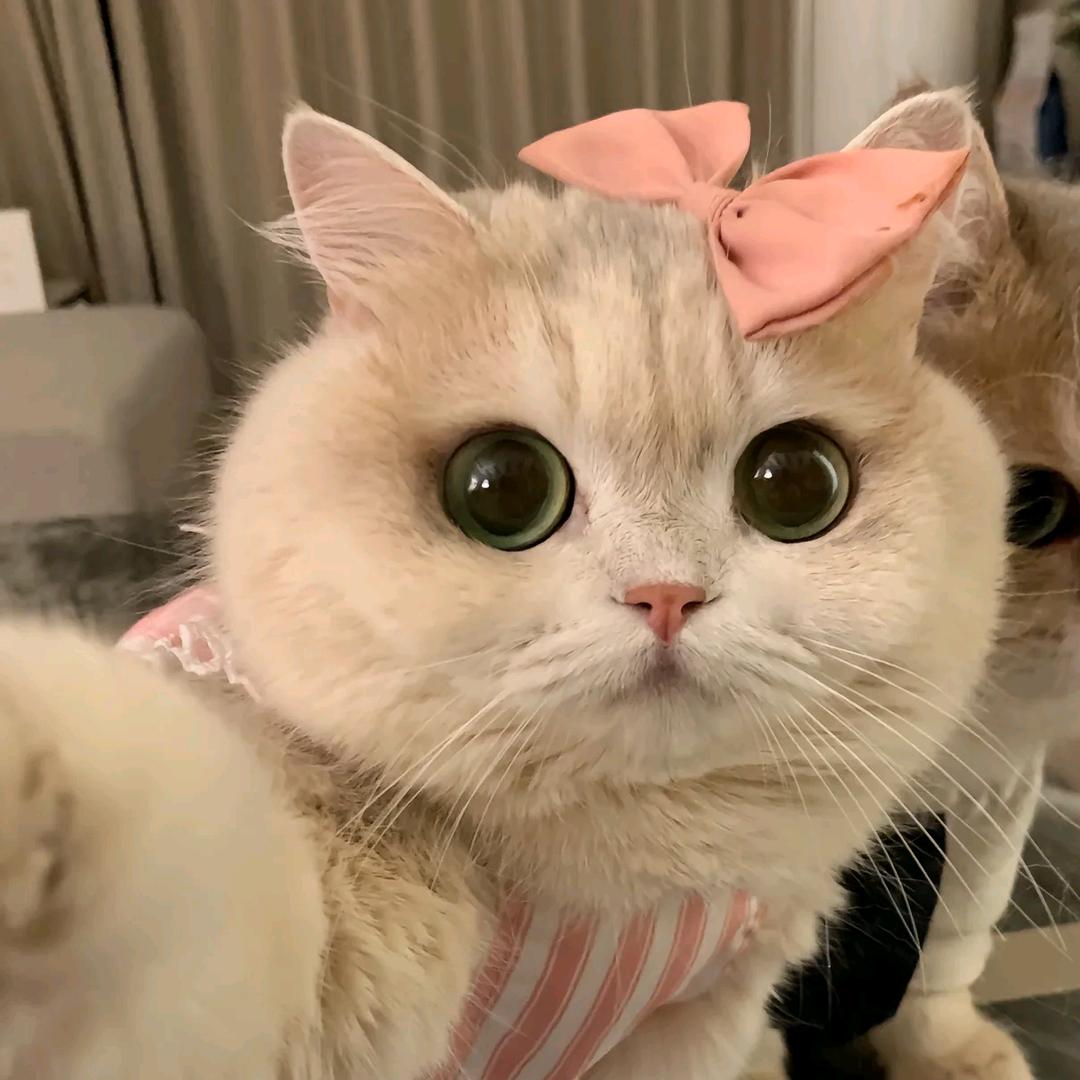 熊猫塔塔🐼