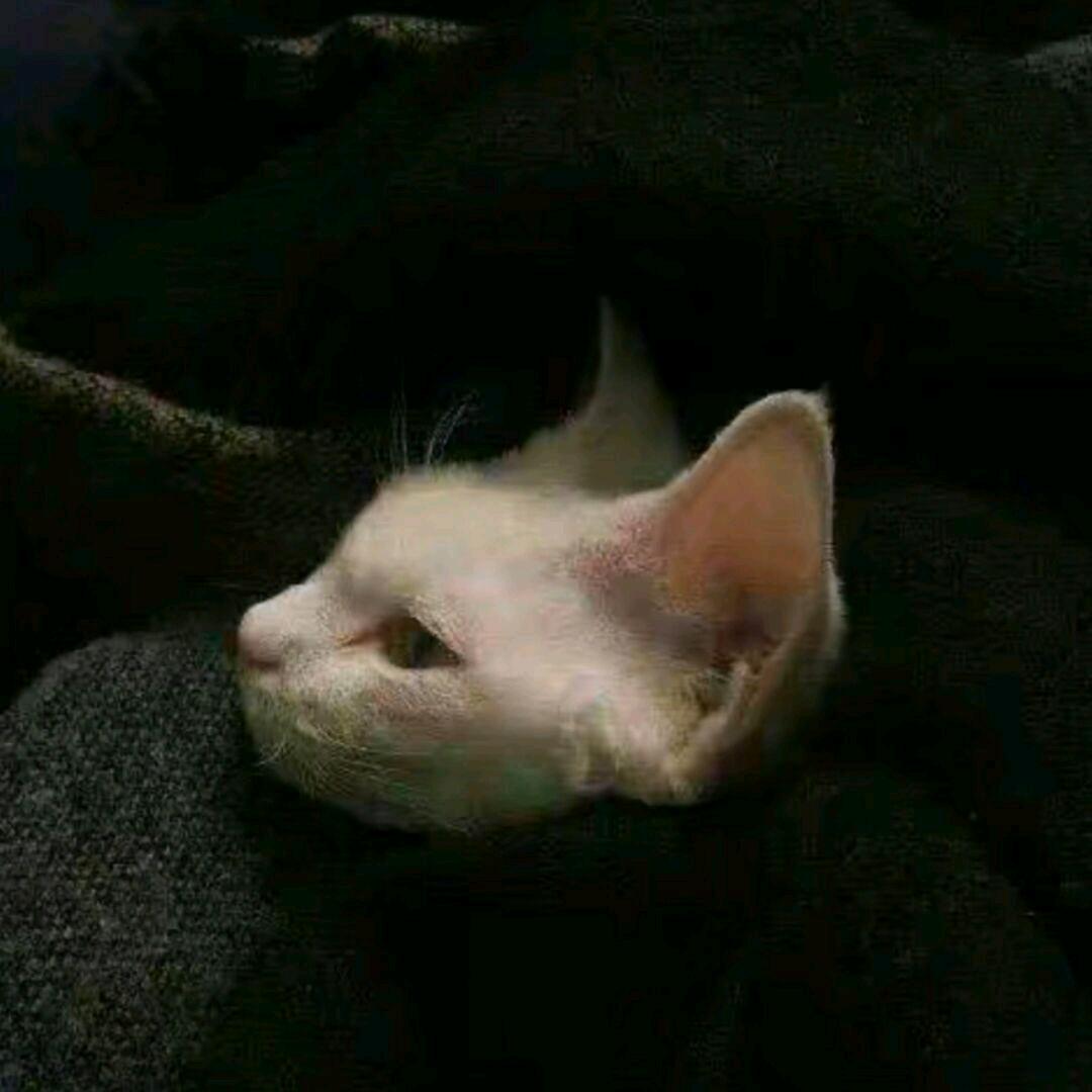 ¹