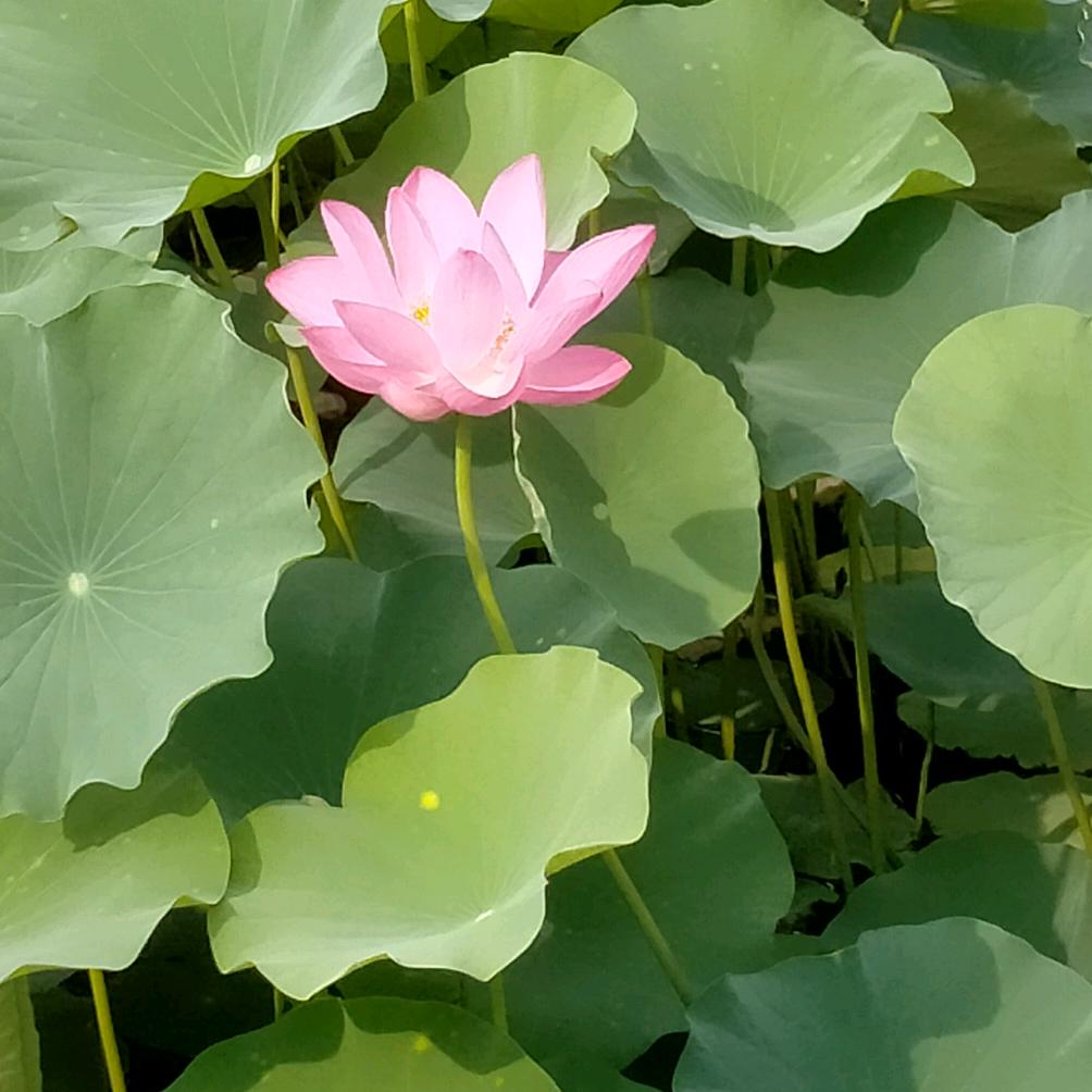 玉兔