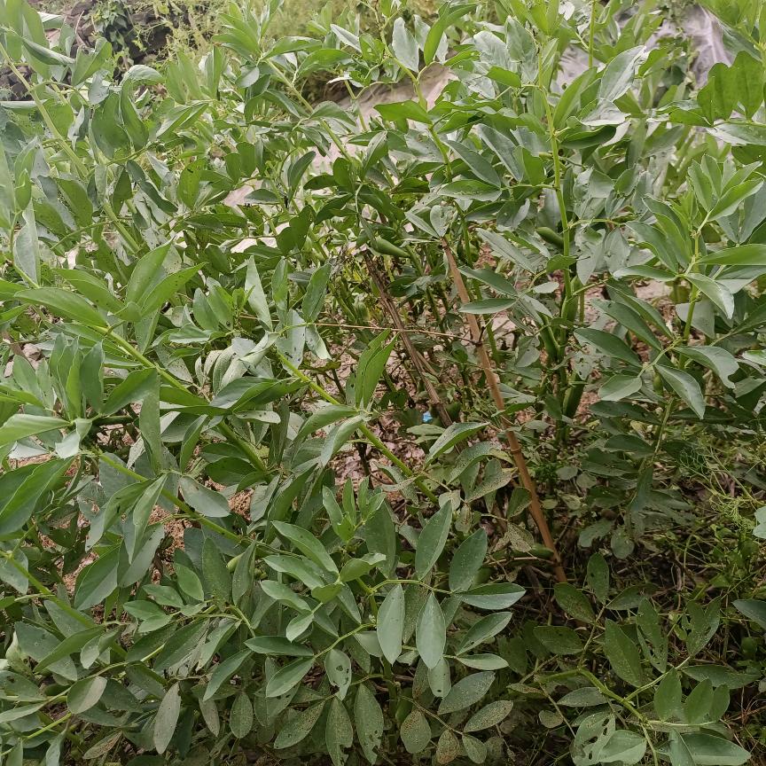 花好月圆