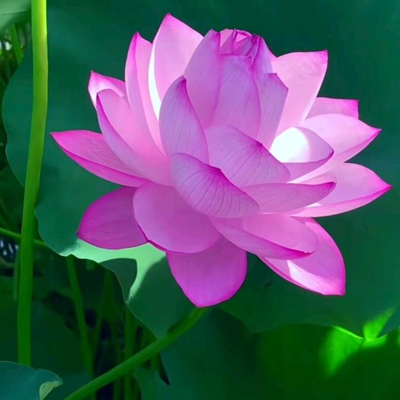 黄帝内经居士