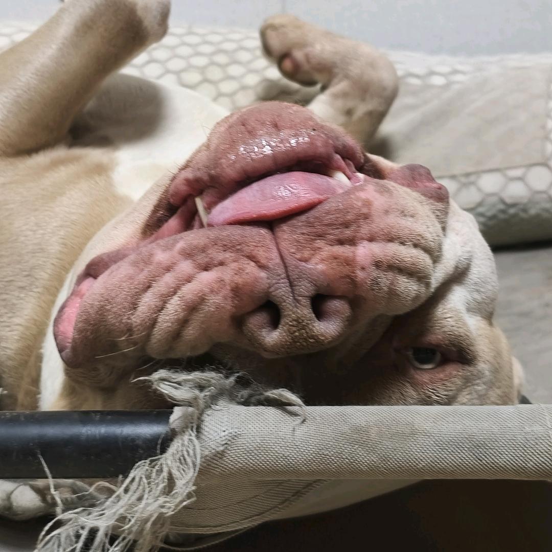 美国恶霸犬日常