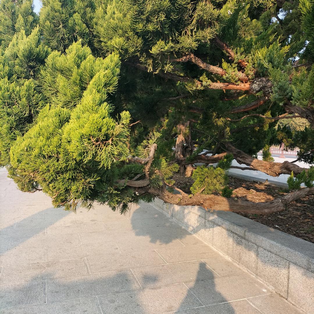 亚洪哥