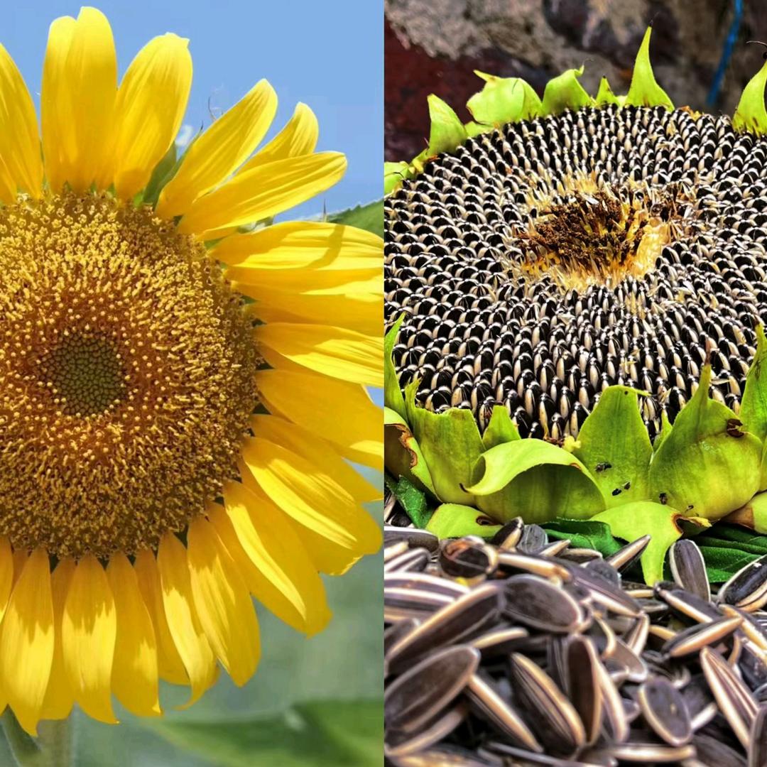 香葵坊葵花朵朵瓜子店