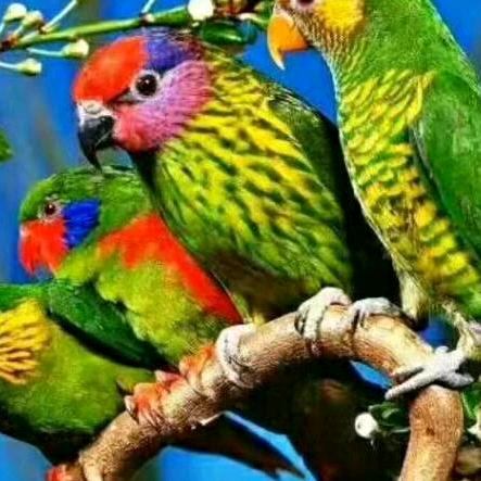 我是美丽的春天资中人