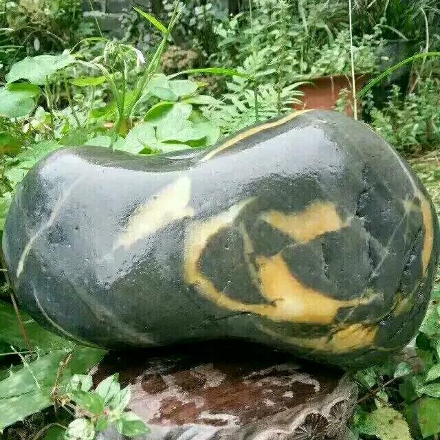 亨亨（向往和田）