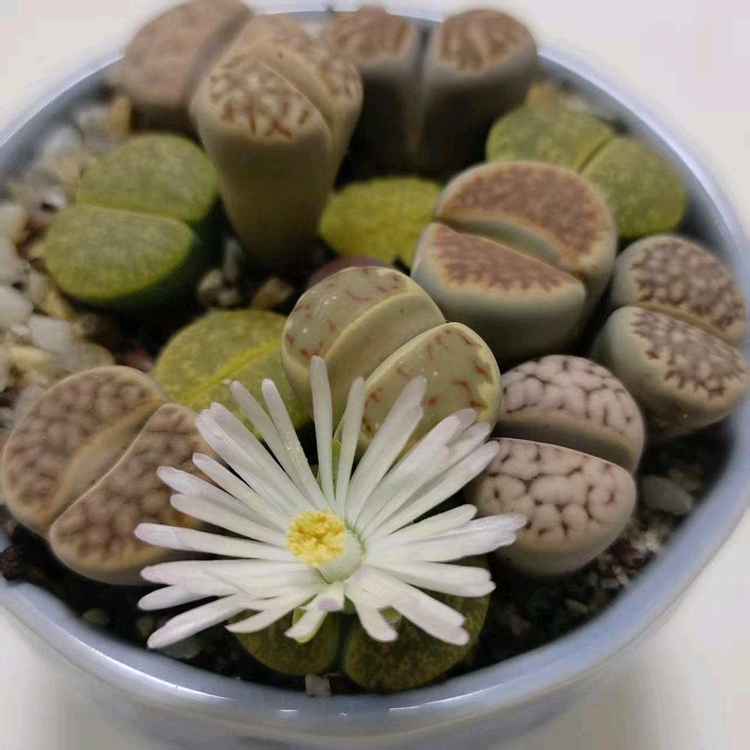 福星高照