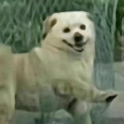 投毒害狗恶魔必下地狱