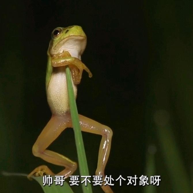 兔叽