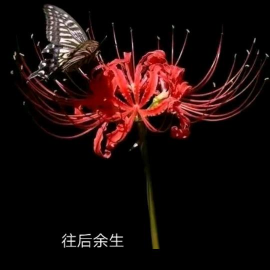 苦命的人