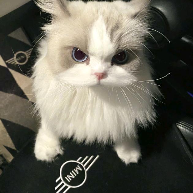 如果爱比泪水多