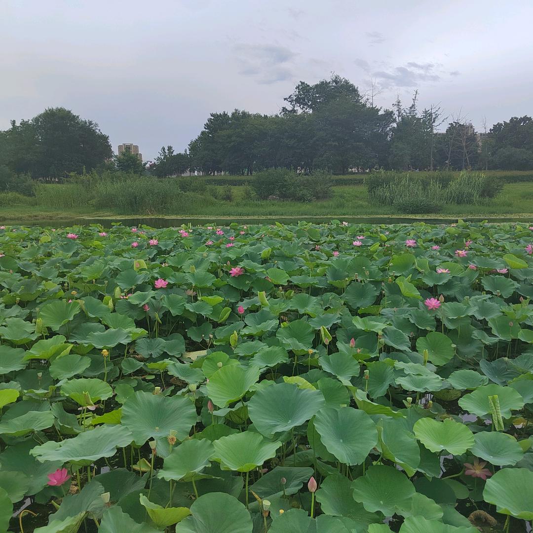 健康生活的传播者…