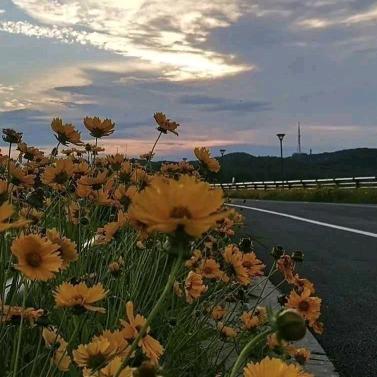 花开富贵❤️