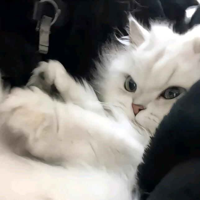 @蟹浦roO～ԅ(¯ㅂ¯ԅ)