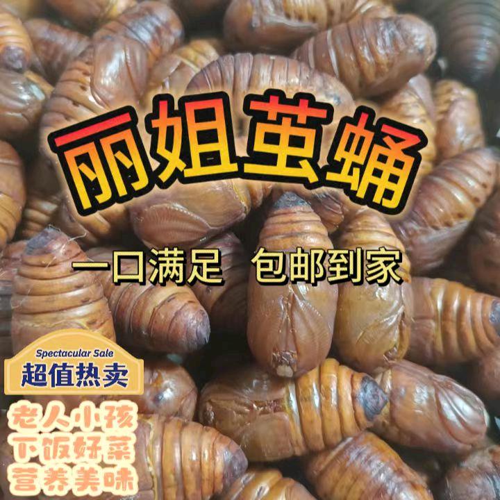 西丰丽姐蚕蛹蛾批发
